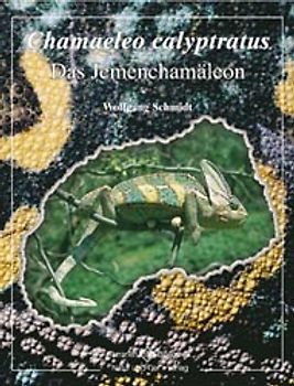Chamaeleo calyptratus
