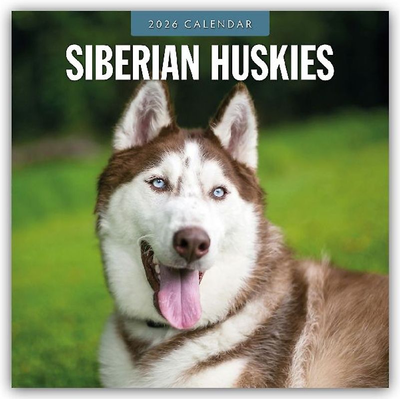 Siberian Huskies 2026 Square Wall Calendar