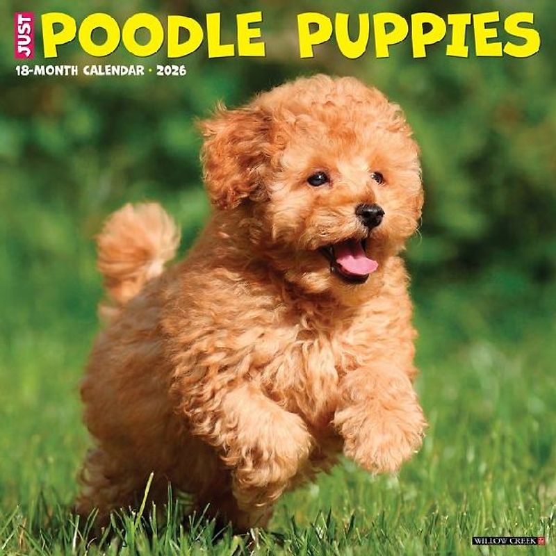 Poodle Puppies 2026 12 X 12 Wall Calendar