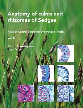 Anatomy of culms and rhizomes of Sedges