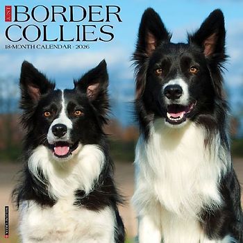 Border Collies 2026 12 X 12 Wall Calendar