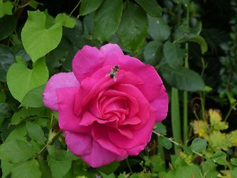 Image client pour Panasonic Lumix DMC-TZ81/DMC-TZ80 noir