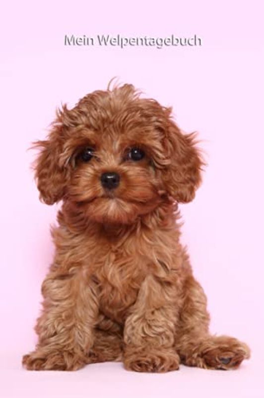 Mein Welpentagebuch: die ersten Monate mit meinem Cavapoo