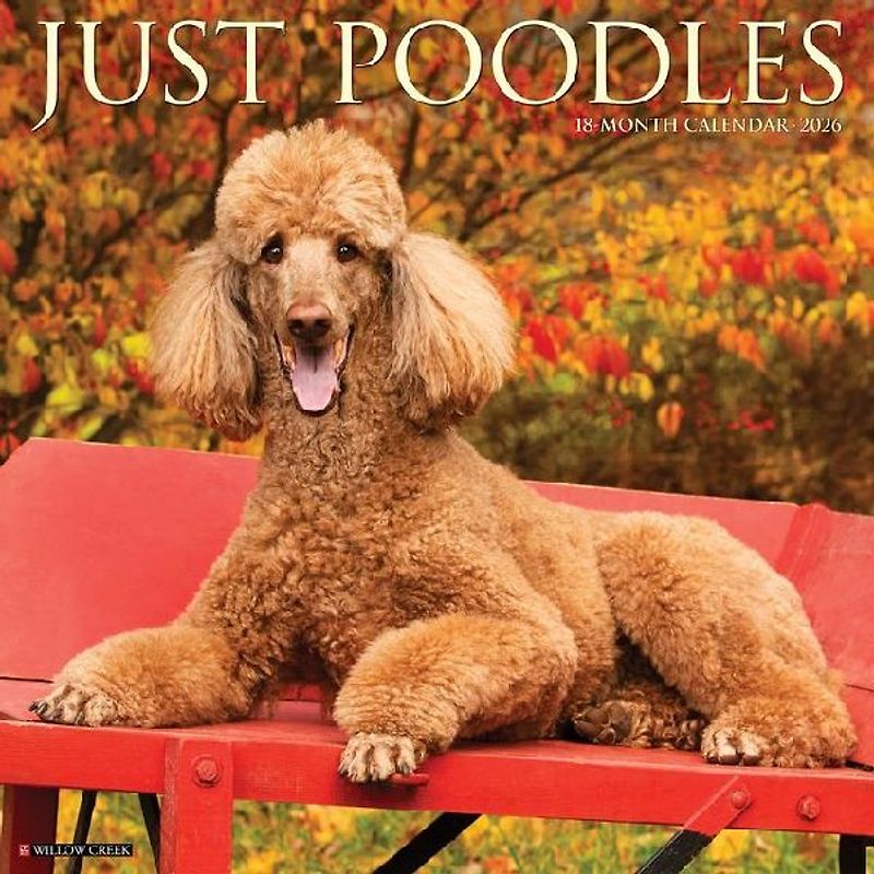 Poodles 2026 12 X 12 Wall Calendar
