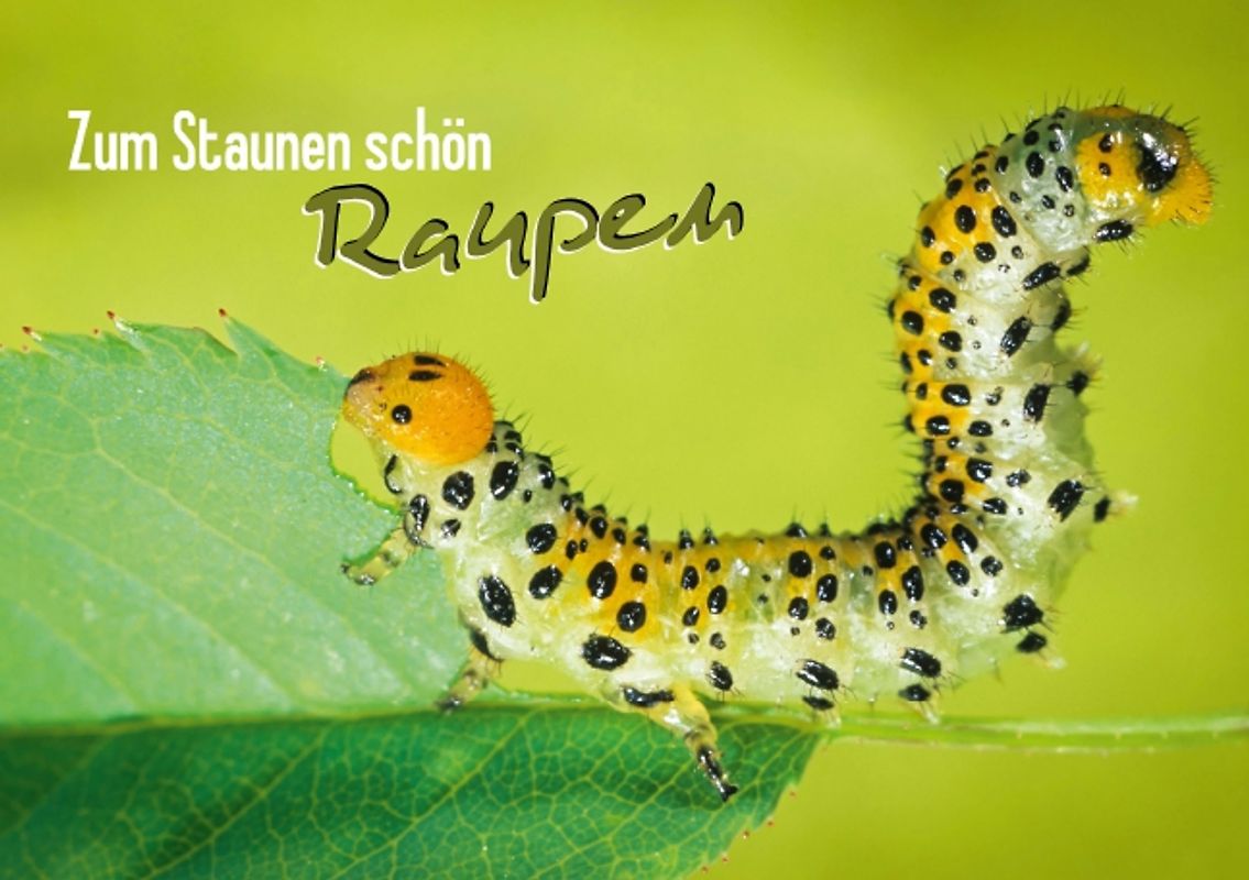 Zum Staunen schön: Raupen (Tischaufsteller DIN A5 quer)