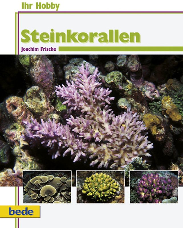 Steinkorallen