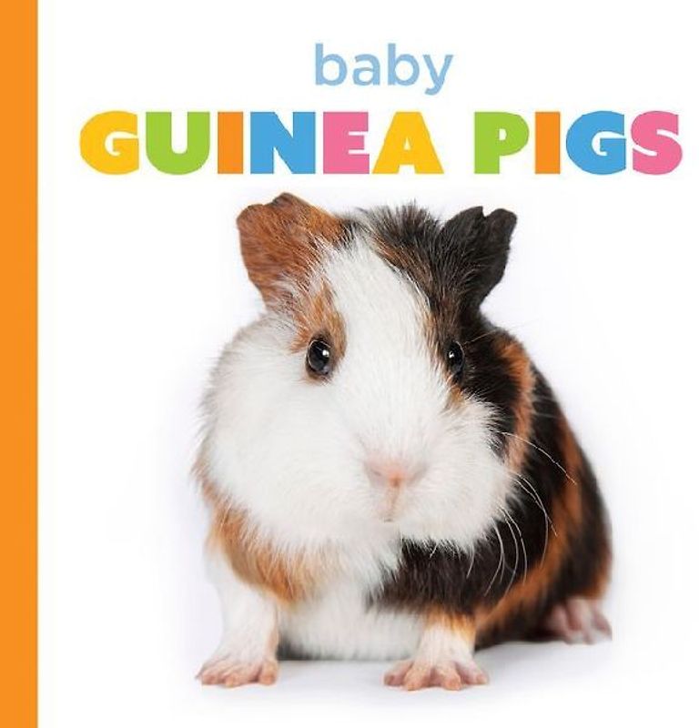 Baby Guinea Pigs