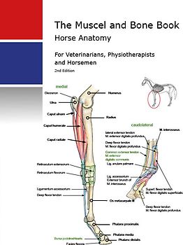 Veterinary Horse Anatomy Muscels and Bones