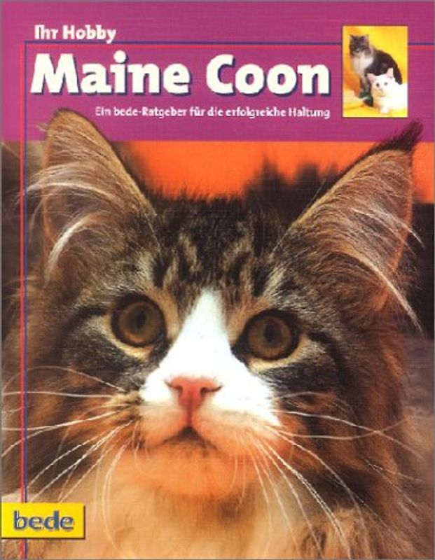 Ihr Hobby Maine Coon