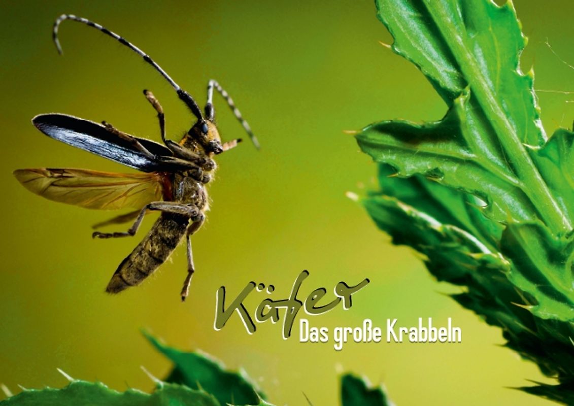 Käfer – Das große Krabbeln (Posterbuch DIN A3 quer)