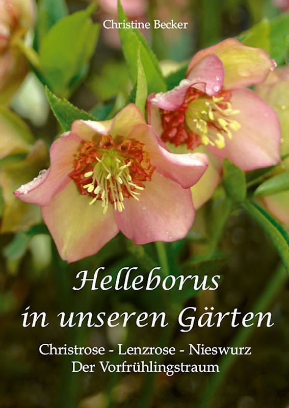 Helleborus in unseren Gärten