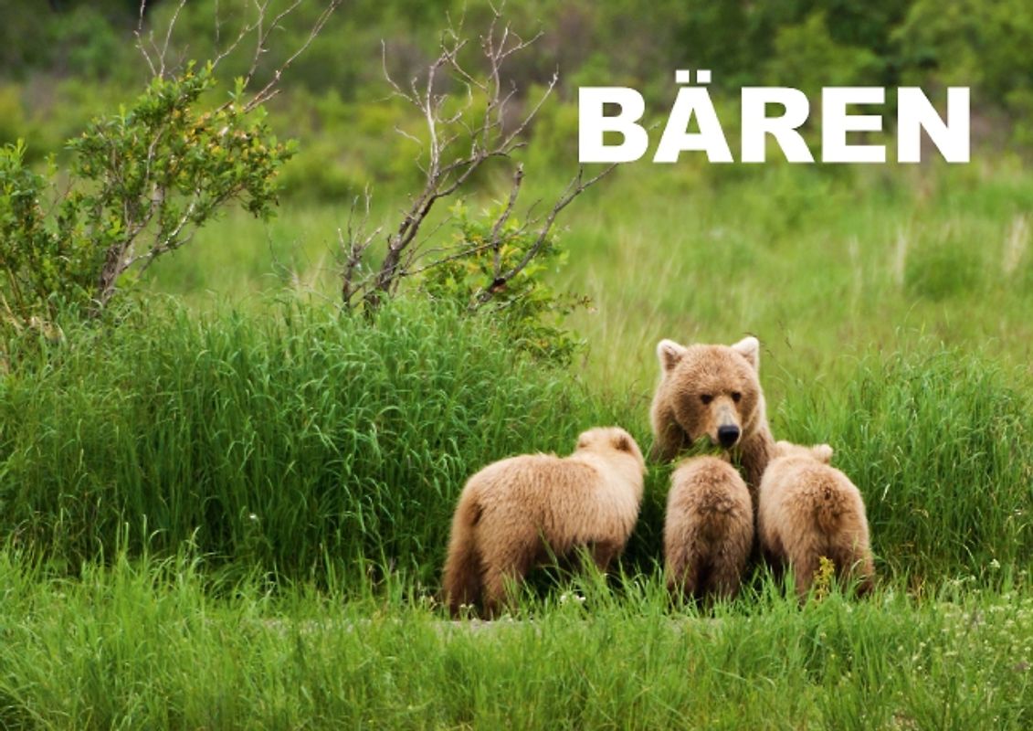 Bären (Posterbuch DIN A4 quer)