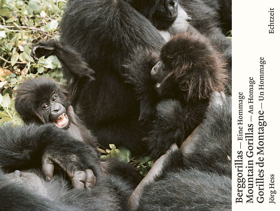Berggorillas. Gorilles de montagne. Mountain Gorillas