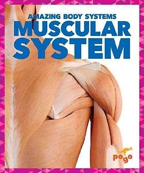 Muscular System