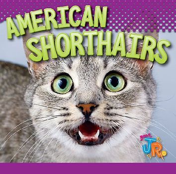 American Shorthairs