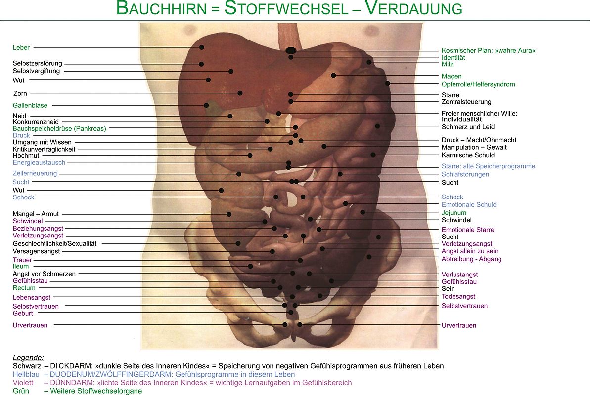 Bauchhirn. Poster mit Abbildung der Steuerpunkte auf dem menschlichen Körper