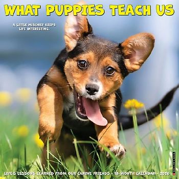 What Puppies Teach Us 2026 12 X 12 Wall Calendar