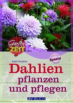 Dahlien pflanzen und pflegen