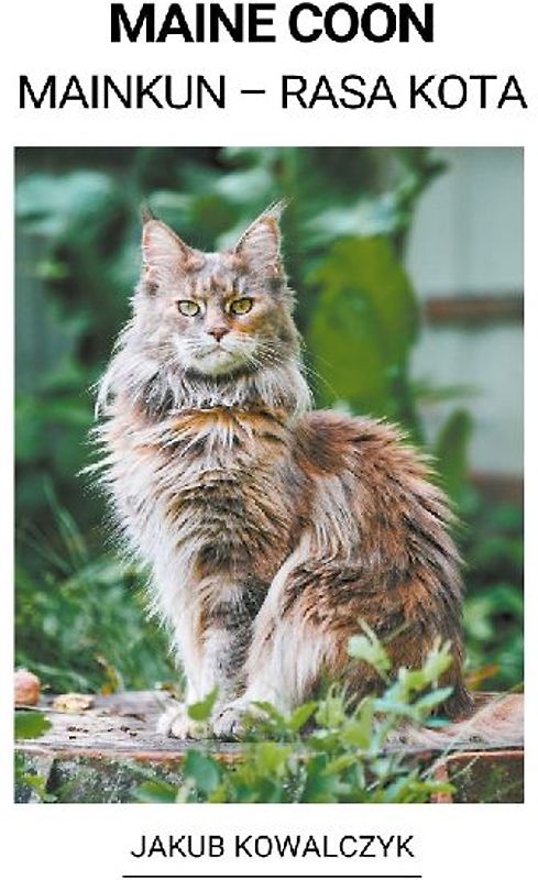 Maine Coon (Mainkun - Rasa Kota)