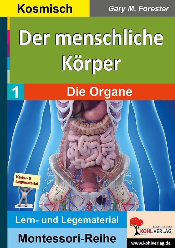 Der menschliche Körper / Die Organe