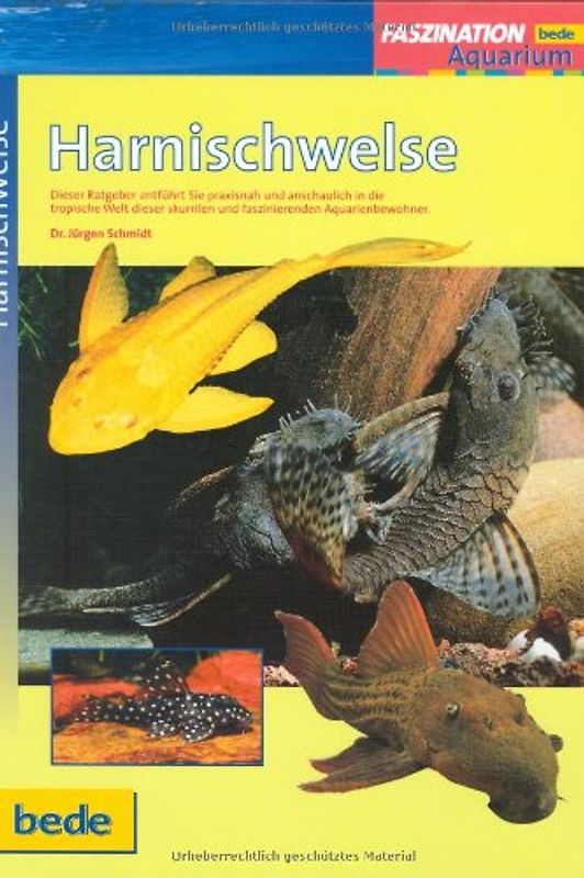 Faszination - Harnischwelse