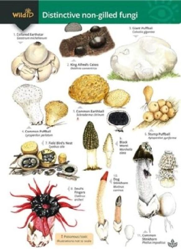 Distinctive non-gilled fungi