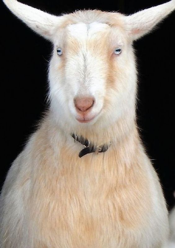 The Stone Soup Notebook