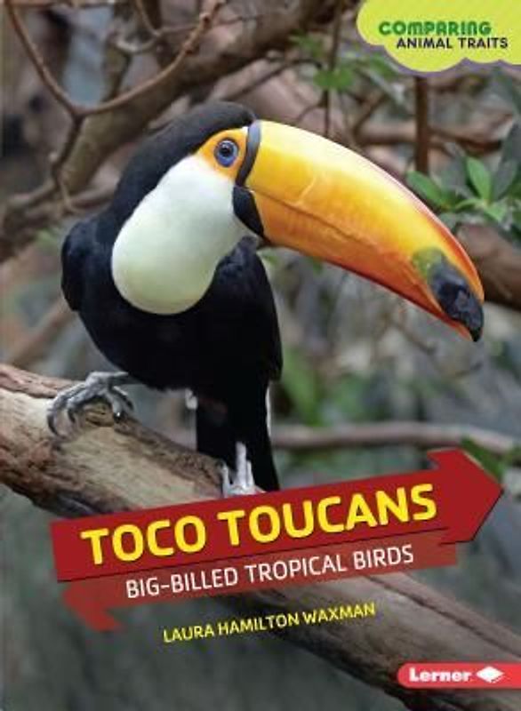 Toco Toucans