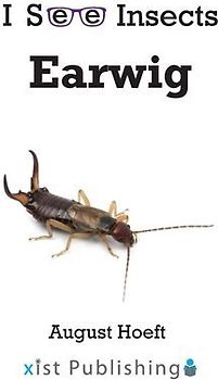 Earwig