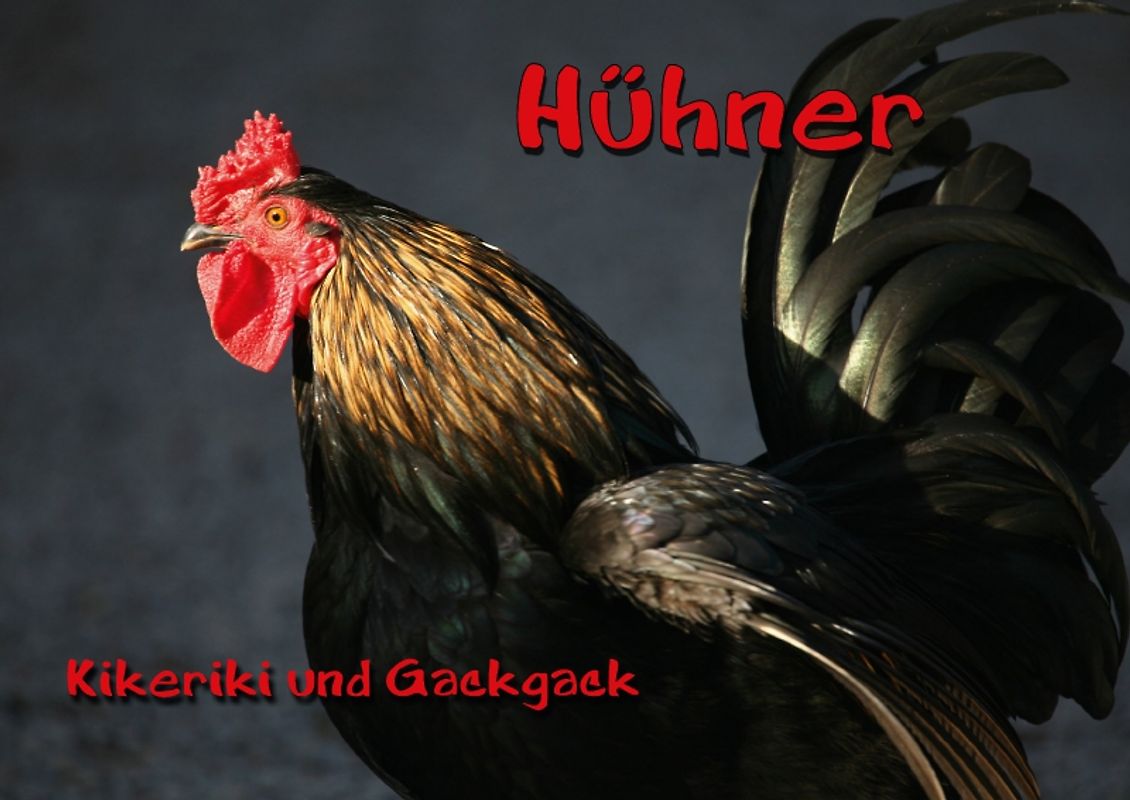 Hühner (Posterbuch DIN A3 quer)