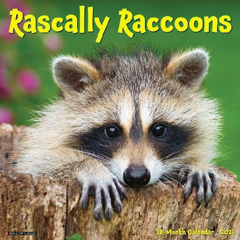 Rascally Raccoons 2026 12 X 12 Wall Calendar