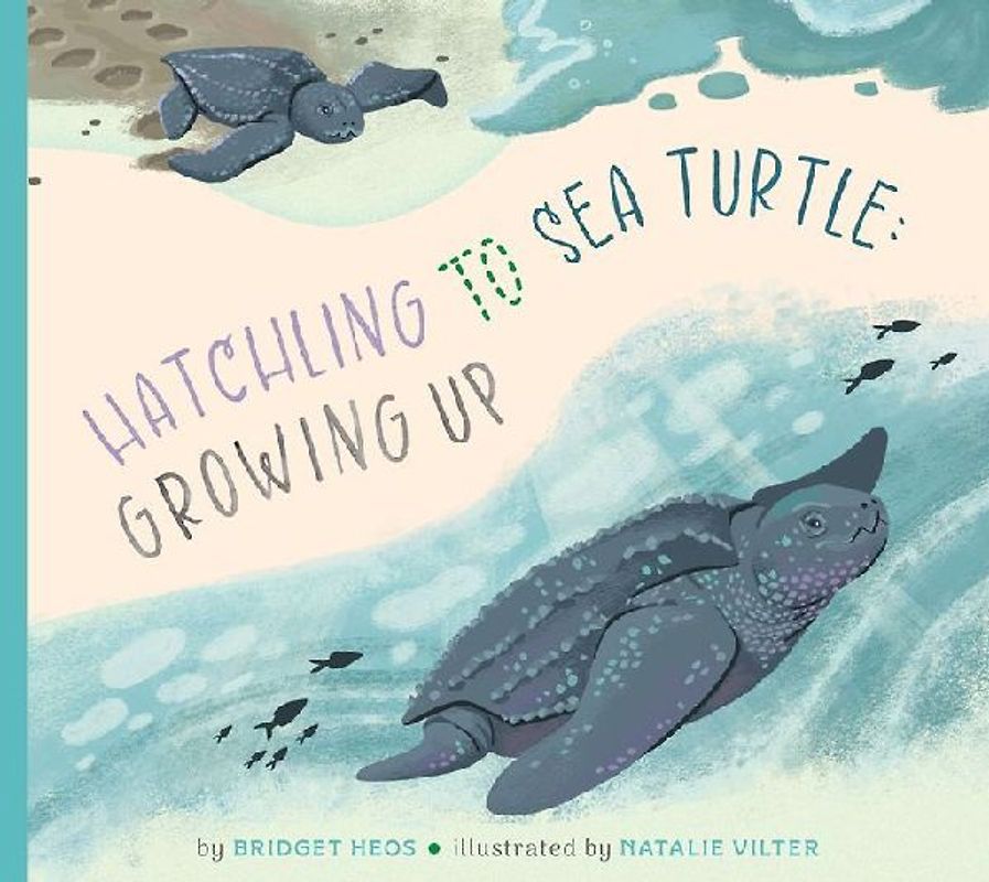 Hatchling to Sea Turtle: Growing Up