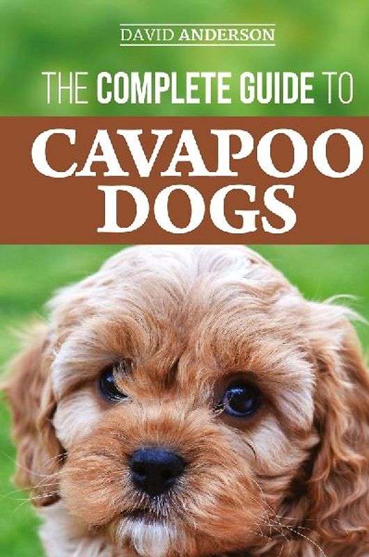 The Complete Guide to Cavapoo Dogs