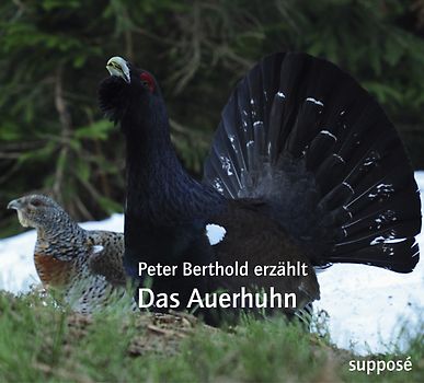 Das Auerhuhn