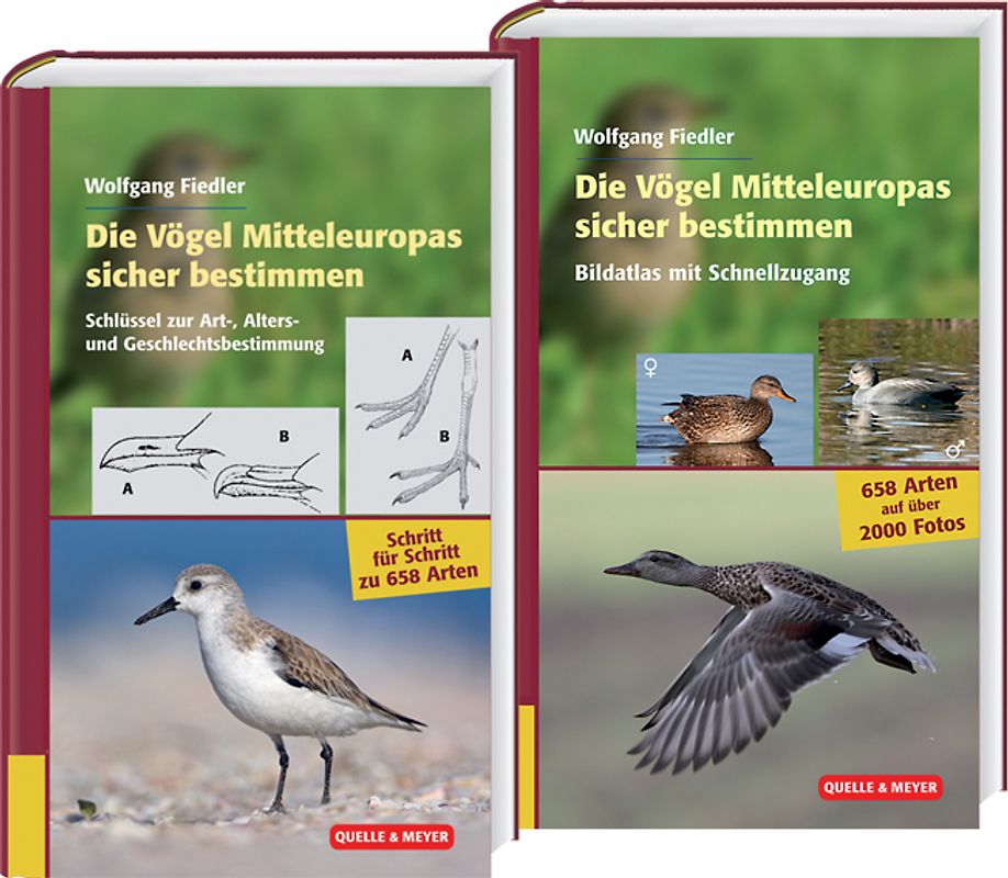 Die Vögel Mitteleuropas sicher bestimmen