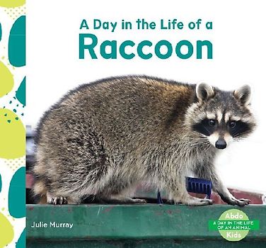Day in the Life of a Raccoon