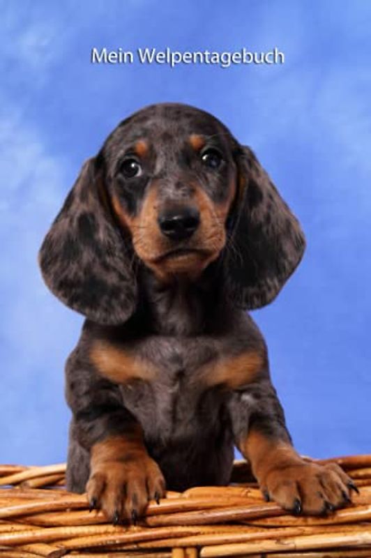 Mein Welpentagebuch: die ersten Monate mit meinem Tigerdackel