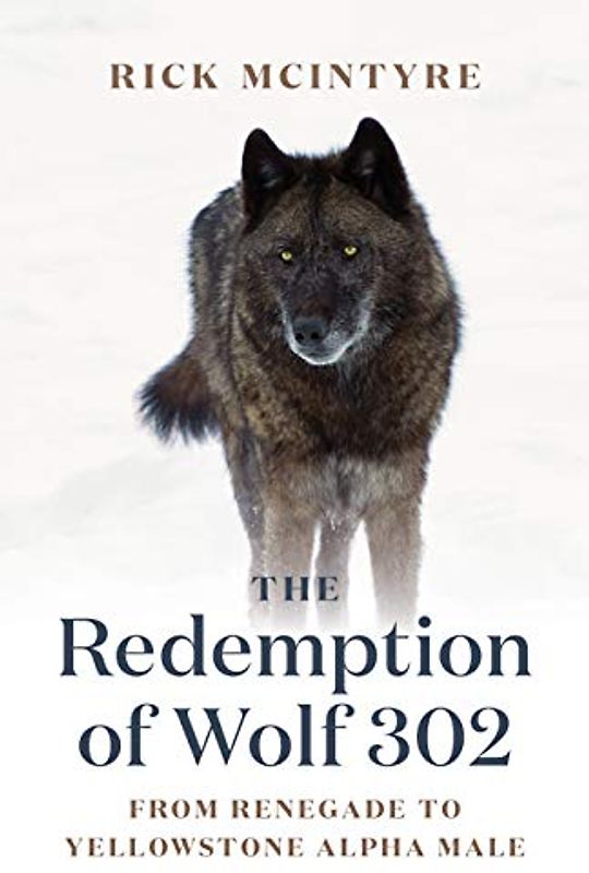 The Redemption of Wolf 302: From Renegade to Yellowstone Alpha Male (The Alpha Wolves of Yellowstone, 3)