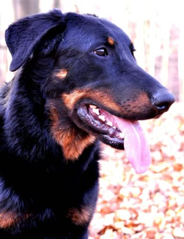 Composition book beauceron: Beauceron notebook