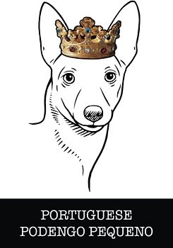 Portuguese Podengo Pequeno: Portuguese Podengo Pequeno King/Queen Wearing Crown Notebook Journal