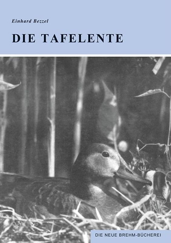 Die Tafelente