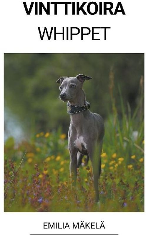 Vinttikoira (Whippet)