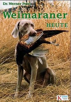 Weimaraner heute
