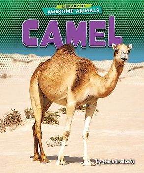 Camel