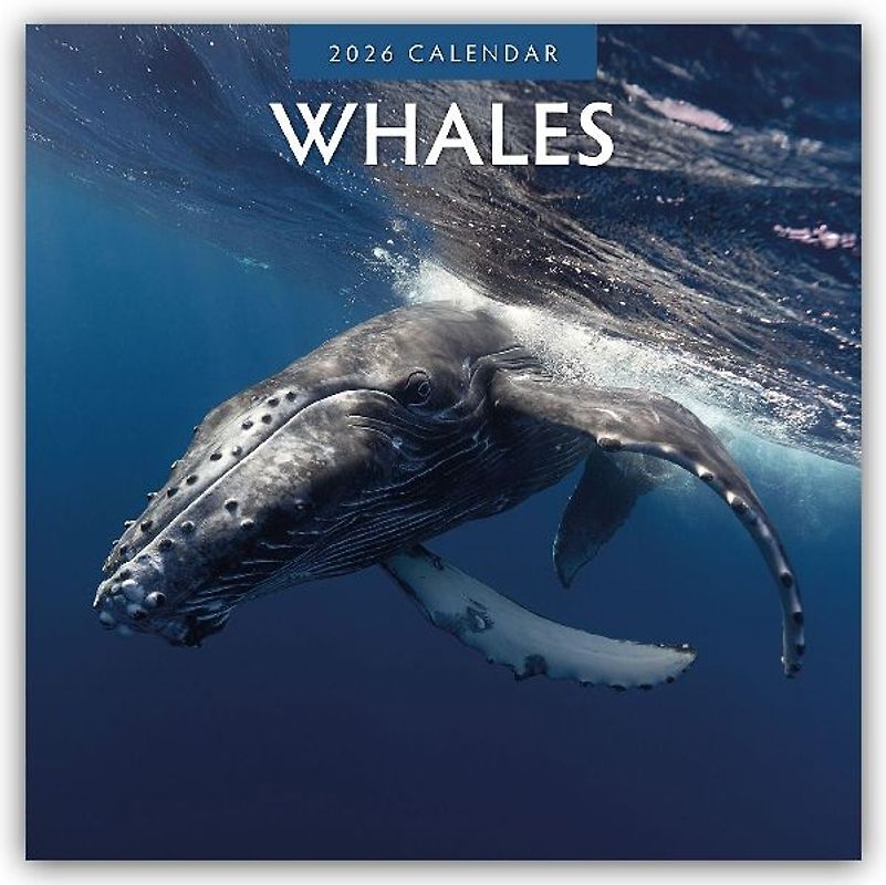 Whales 2026 Square Wall Calendar