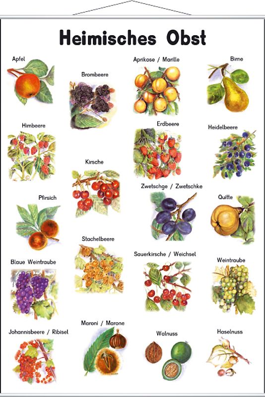 Heimisches Obst. Lernposter mit Metallbeleistung