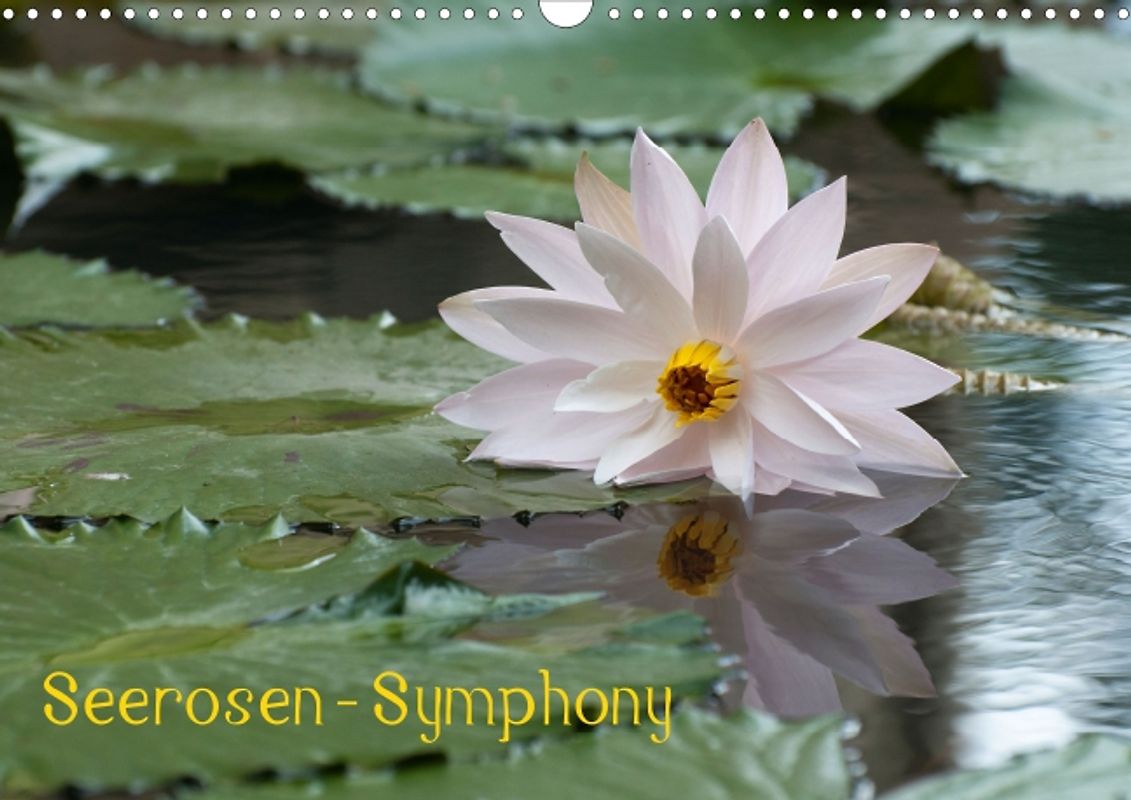 Seerosen - Symphony (Posterbuch DIN A4 quer)