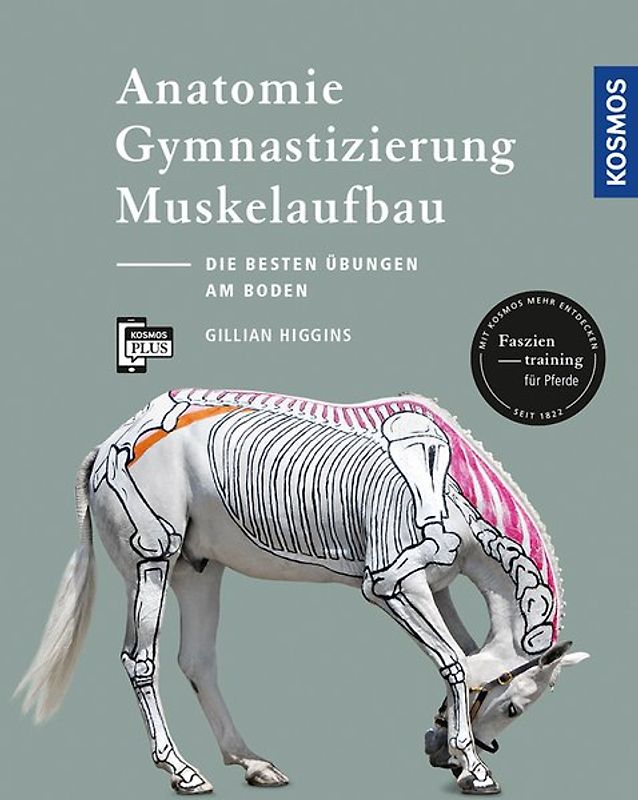 Anatomie, Gymnastizierung, Muskelaufbau