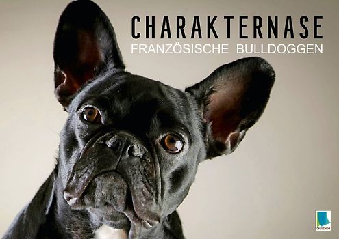 Charakternase: Französische Bulldoggen (Posterbuch DIN A4 quer)