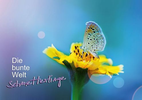 Die bunte Welt der Schmetterlinge (Tischaufsteller DIN A5 quer)